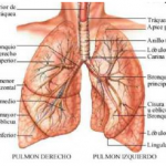 Medicina Tradicional China y Biorresonancia para el Tratamiento del Asma