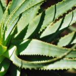 Herbal Aloe: Nutriendo la piel con las propiedades del aloe vera