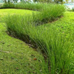 Vetiver, La planta prometida.